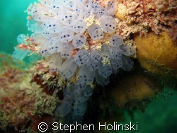 Bubble Coral on the pier under the sun.  Rapid Bay Jetty,... by Stephen Holinski 